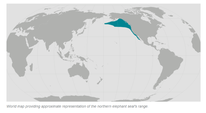 Northern Elephant Seal NOAA.png